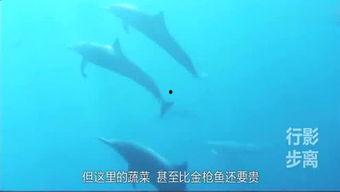 娱乐爆料鲸鱼,揭秘娱乐圈最新热点与幕后故事